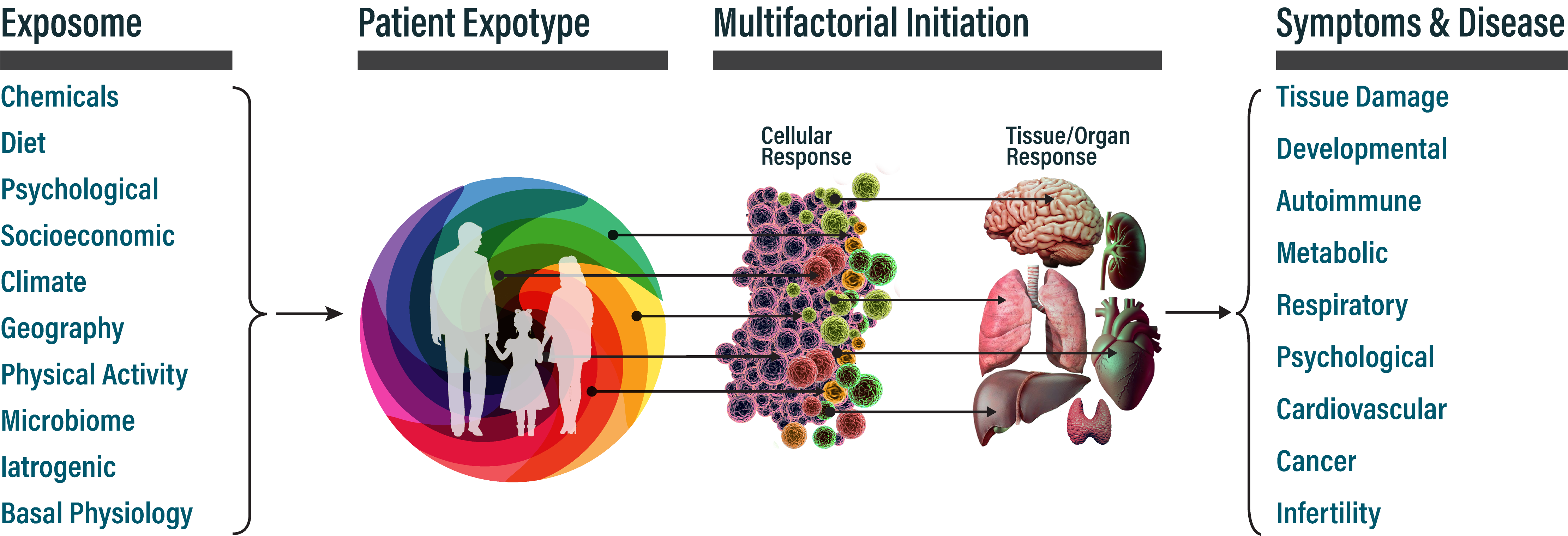 Components of the exposome combine to form an individual's, (man, woman, or child) expotype.  The exposome/expotype leads to cellular and tissue damage, which ultimately produces chronic diseases.