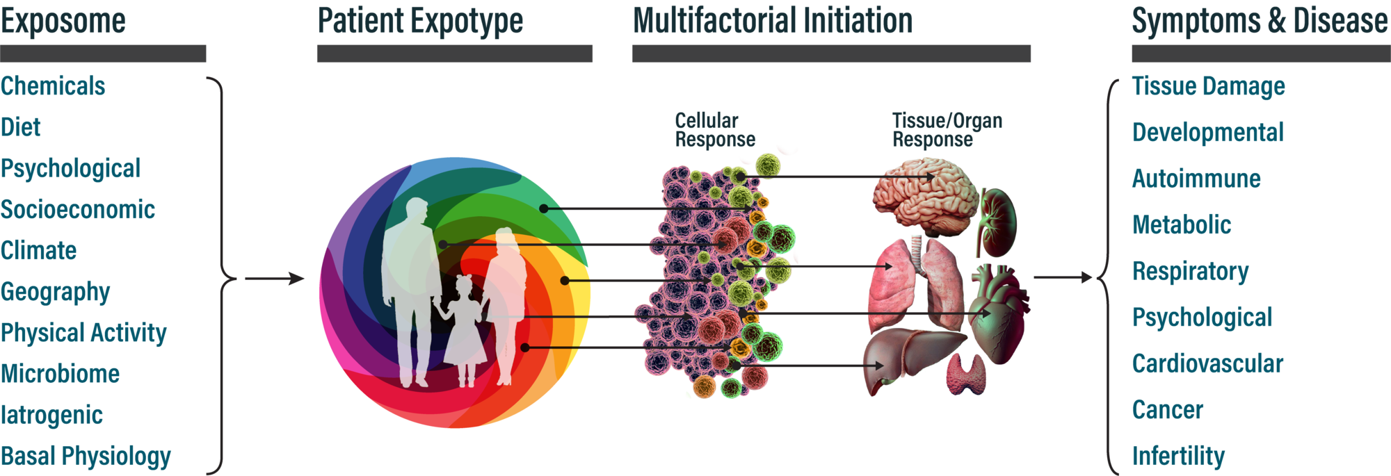 Components of the exposome combine to form an individual's, (man, woman, or child) expotype. The exposome/expotype leads to cellular and tissue damage, which ultimately produces chronic diseases.